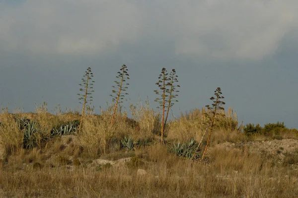 Bitkiler arasında yalnız yaşayan bir grup.