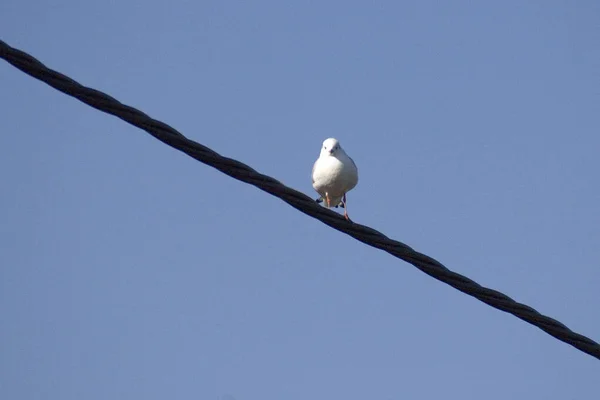 Güç hattına konmuş bir martının görüntüsü