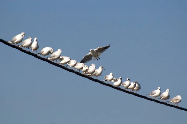 Groupe Mouettes Perchées Sur Fil Électrique — Photo