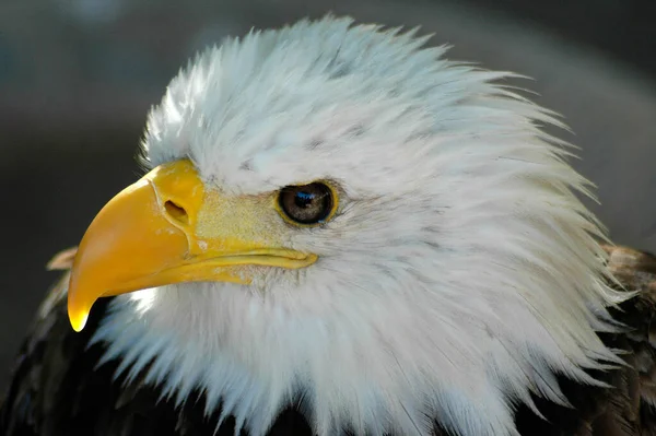 Güzel altın kartal yakından çekildi.