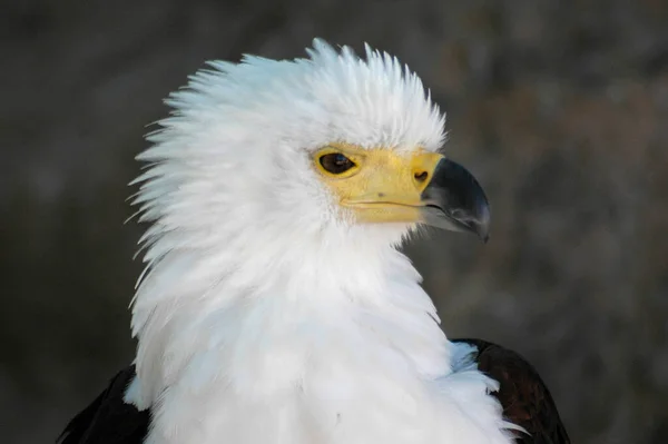 Magnifique Aigle Royal Photographié Gros Plan — Photo