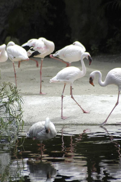 Bir Grup Flamingo Suların Tadını Çıkarıyor — Stok fotoğraf