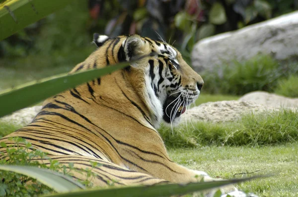 Tigre Descansando Después Vegetación — Foto de Stock