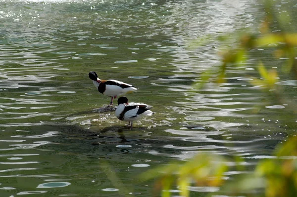 Banyo Yapmak Üzere Olan Iki Vahşi Ördeğin Resmi — Stok fotoğraf