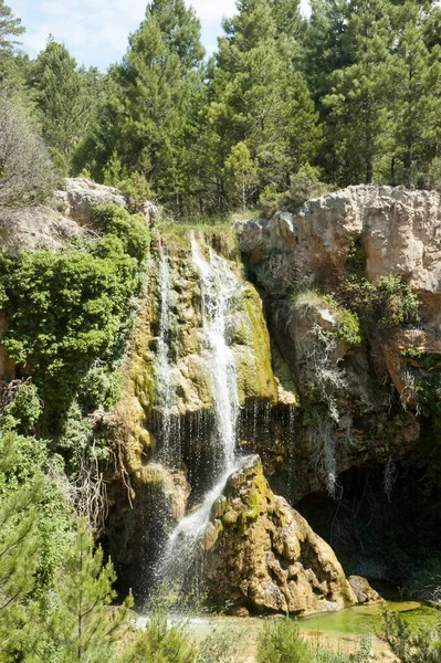 Bir sürü bitki ve su falı olan doğal bir manzara.