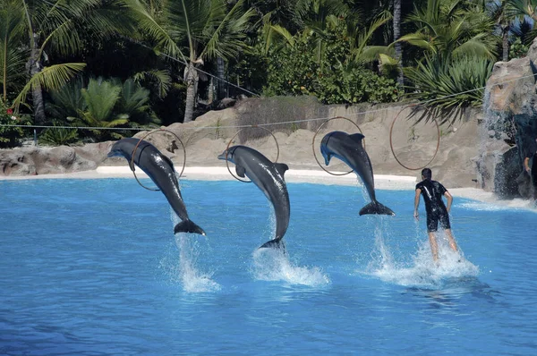 Delfíni Plné Vodní Show Oceánografické — Stock fotografie