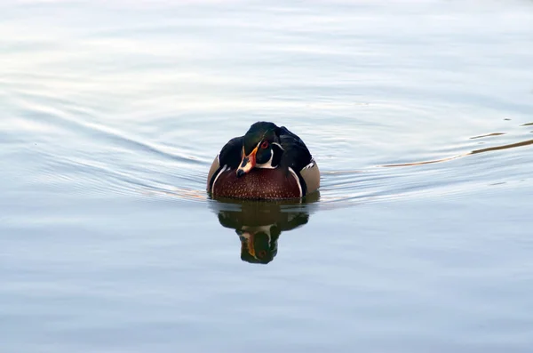 Vahşi Ördek Sakince Suda Yüzüyor — Stok fotoğraf