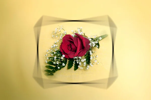 Rote Rose Bereit Dem Bräutigam Ans Revers Heften — Stockfoto