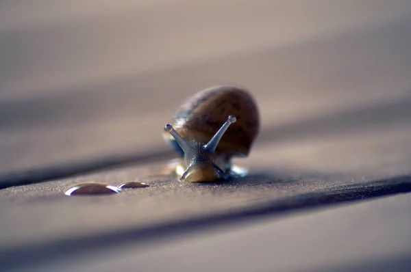 Caracol Rastejando Algumas Tábuas Madeira — Fotografia de Stock