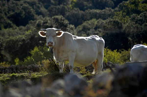 Pastoreo Vacas Medio Naturaleza — Foto de Stock