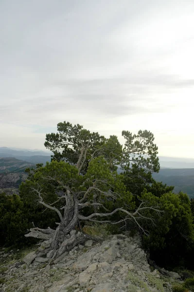 끊임없이 바람에 변형된 소나무 — 스톡 사진