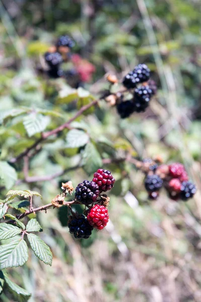 Brombeeren Verschiedenen Farben Reifen Der Pflanze — Stockfoto