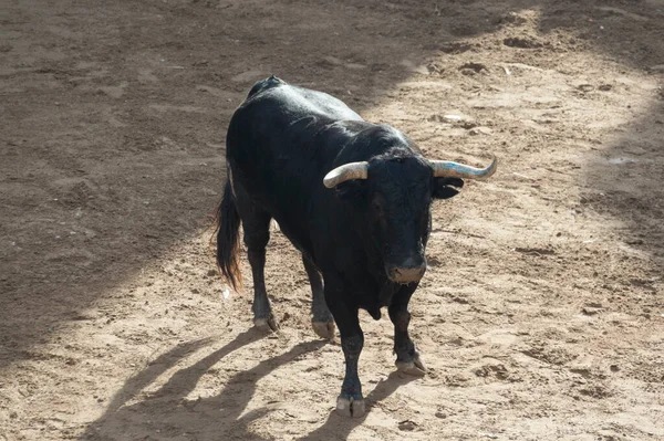 Imagen Toro Valiente Arena Del Ring —  Fotos de Stock