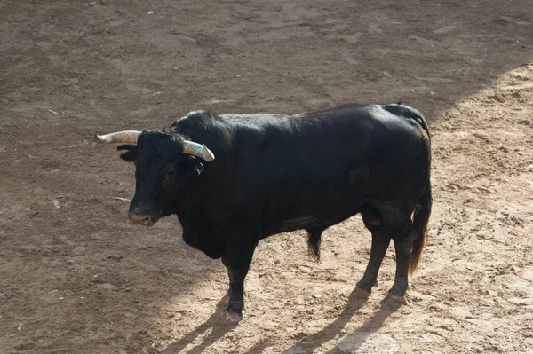 Imagen Toro Valiente Arena Del Ring — Foto de Stock