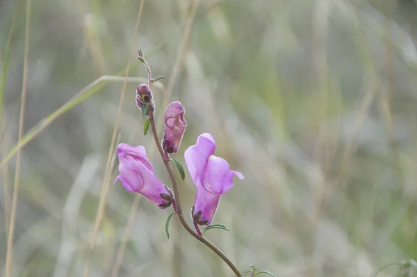 Flores Silvestres Con Fondo Borroso — Foto de Stock