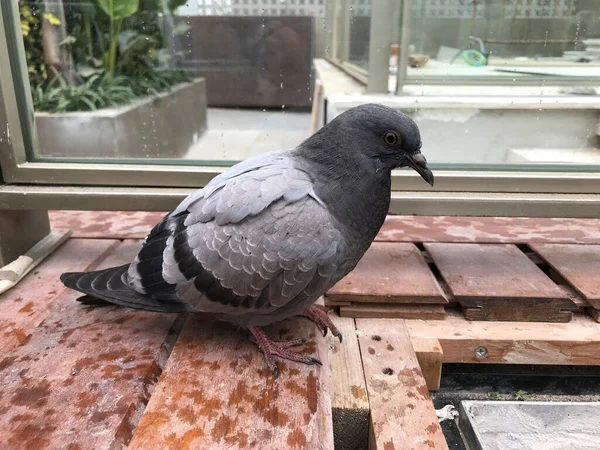 Pigeon Perché Sur Plate Forme Bois — Photo