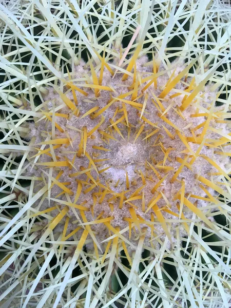 Corazón Cactus Lleno Espinas — Foto de Stock