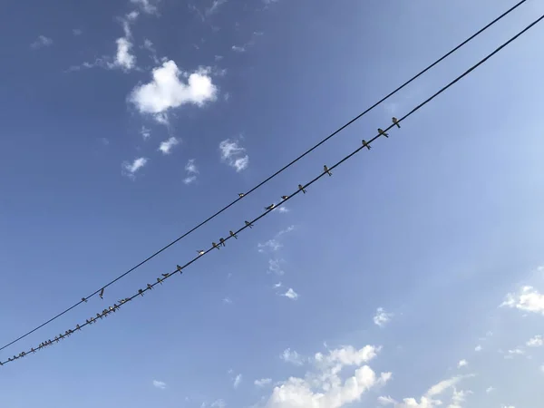 Aves Empoleiradas Linhas Elétricas — Fotografia de Stock