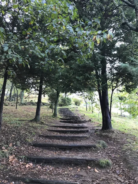 Walk Galician Forests — Stock Photo, Image