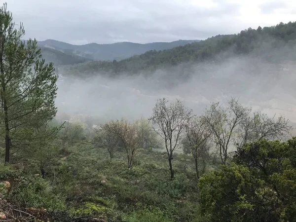 Badem ağaçlarının arasında sis