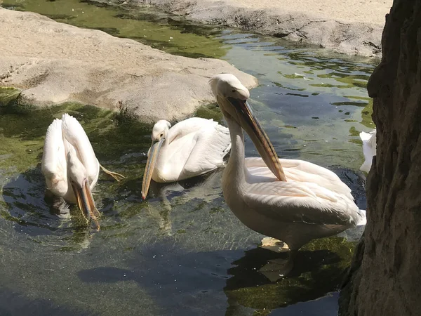 Gölet Suyundaki Pelikanlar — Stok fotoğraf