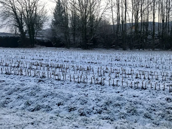 Son kar yağışından kalan karla kaplı mahsuller