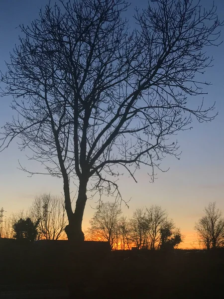 Silhouette Eines Großen Baumes Bei Sonnenaufgang — Stockfoto