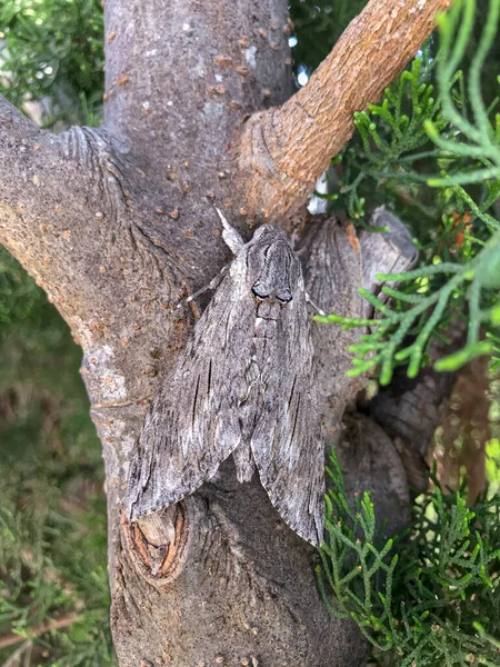 Kelebek Akdeniz Özgü Bir Bitkinin Üzerine Tünemiş — Stok fotoğraf