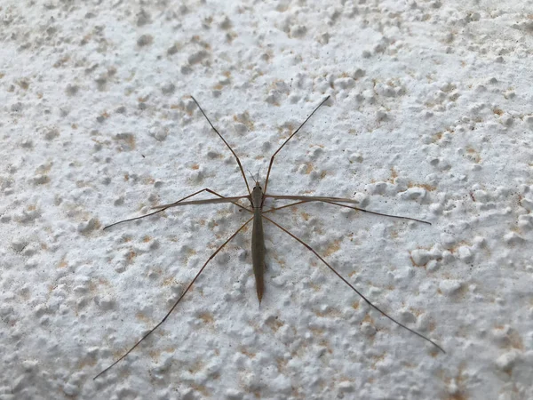 Duvara tünemiş sivrisinek