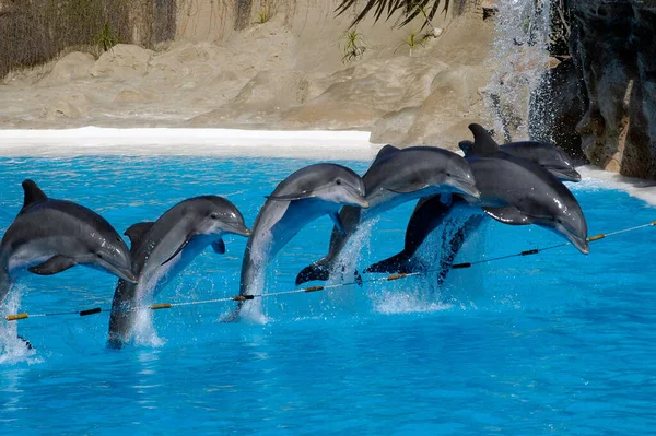 Δελφίνια Πλήρη Υδρόβια Επίδειξη Της Ωκεανογραφικής Royalty Free Φωτογραφίες Αρχείου