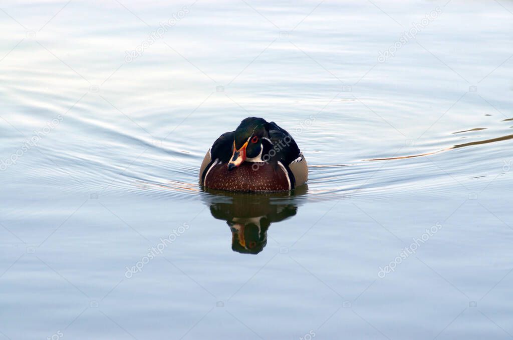 wild duck calmly swimming in the water
