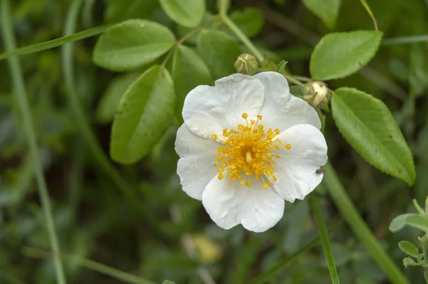 Fehér Virág Tűlevelű Virágporral Disszidált Zöld Natu — Stock Fotó