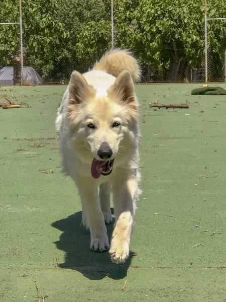 Berger Allemand Blanc Chien Race Marchant Vers Caméra — Photo