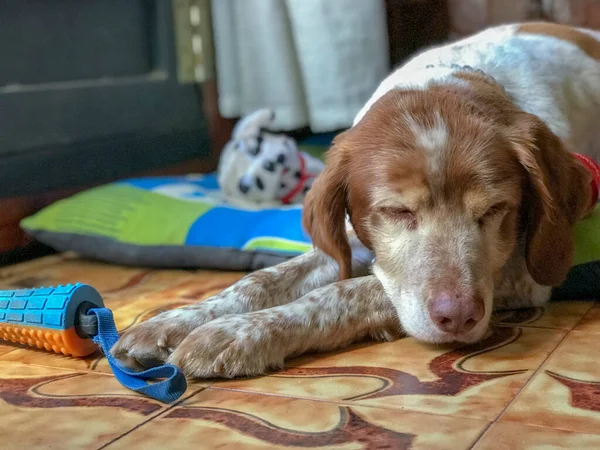 Breton Cão Dormindo Com Seus Brinquedos Redor — Fotografia de Stock