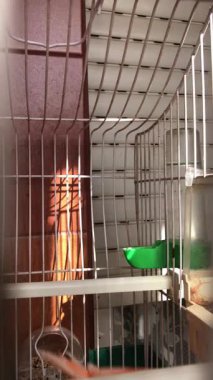 Kafesine tüneyen parlak tüylü kırmızı faktör kanarya merakla etrafa bakıyor.