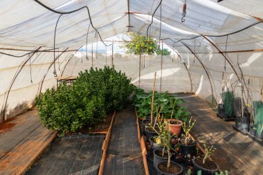 Bir seranın içinde saksılarda ve bahçe yataklarında çeşitli bitkiler yetişiyor.