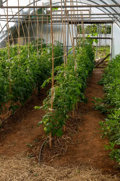 Yeşil domates bitkileri bambu kazıklarıyla desteklenen bir politünel serasında gelişiyor.