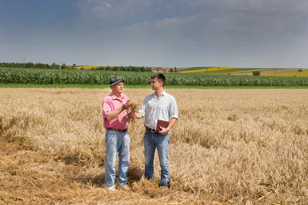Rolnicy w polu pszenicy — Zdjęcie stockowe