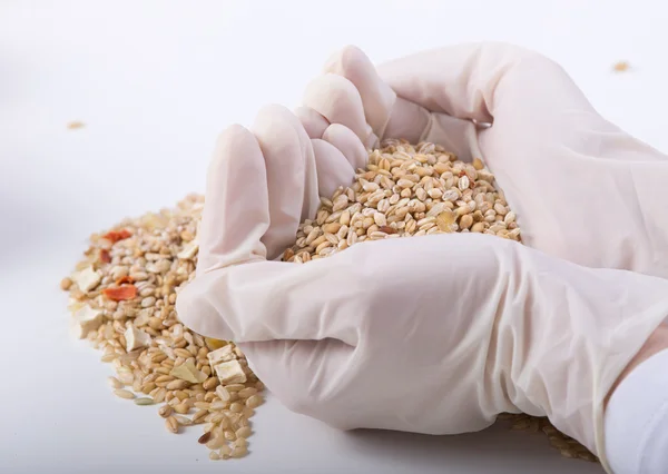 Grains in researcher's hands — Stock Photo, Image