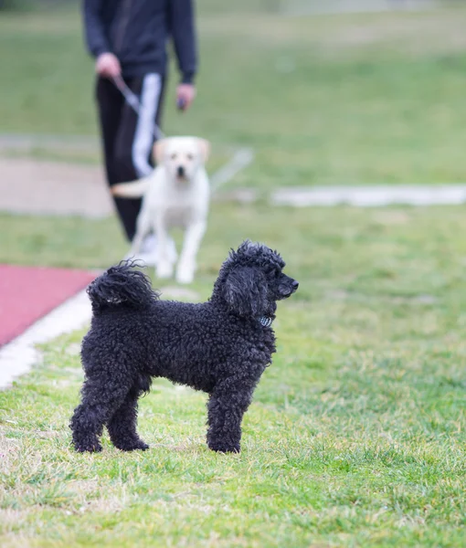 Poddle en el parque con retriever en segundo plano — Foto de Stock