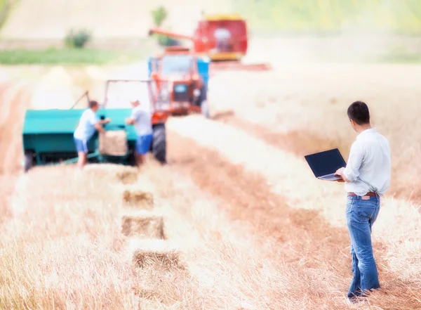 Businessman on wheat harvest — Stock Photo, Image