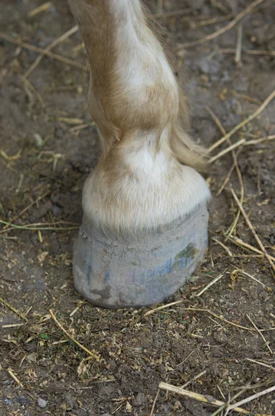 stock image Horse hoof on the ground