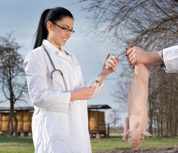 Veterinarian giving vaccine to the piglet — Stock Photo, Image