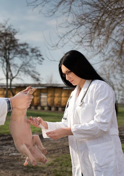 Veterinarian applying vaccine to piglet — Stock Photo, Image