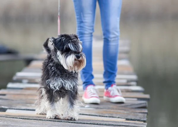 犬、dck の綱の上を歩く — ストック写真