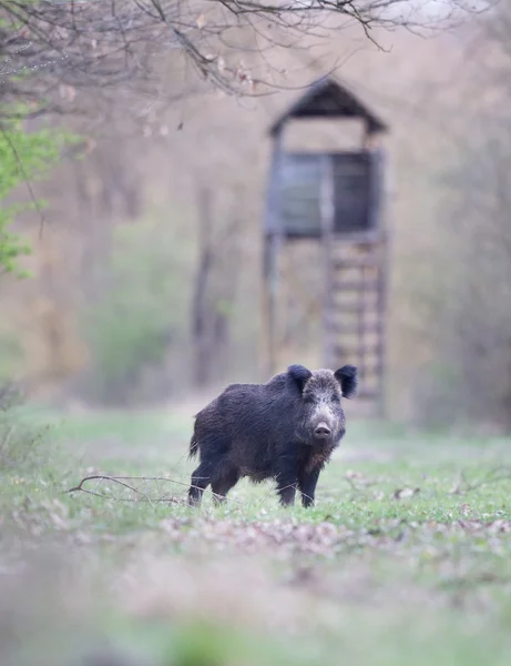 Ormanda yaban domuzu — Stok fotoğraf