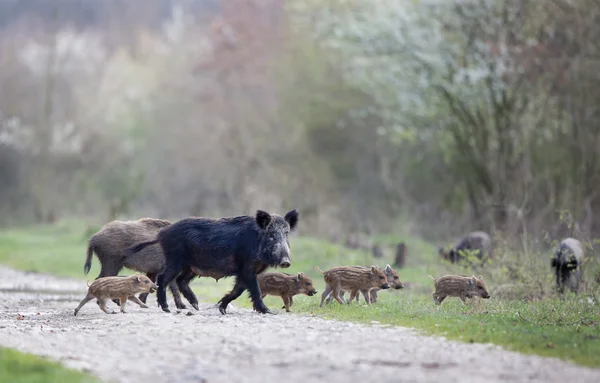 Jabalíes salvajes con lechones en el bosque — Foto de Stock