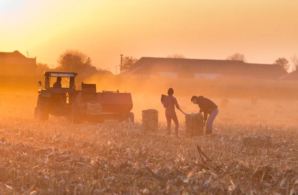 Agricoltori sul campo — Foto Stock