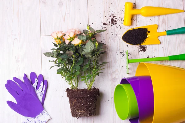 Herramientas de jardinería y planta en el suelo — Foto de Stock