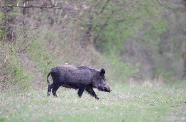Ormanda yaban domuzu